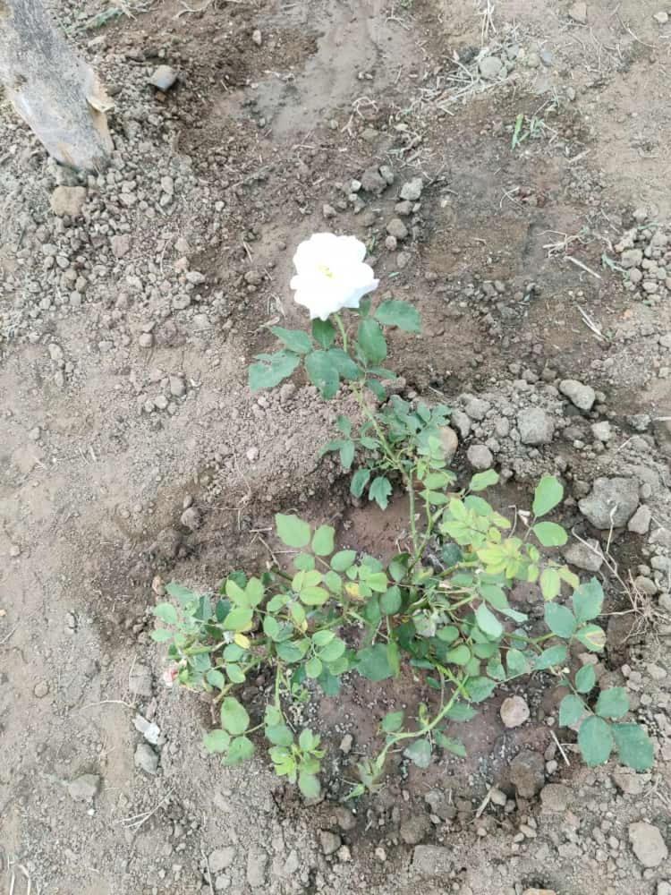 Anjani Farms Villa Nagpur Luaran gambar